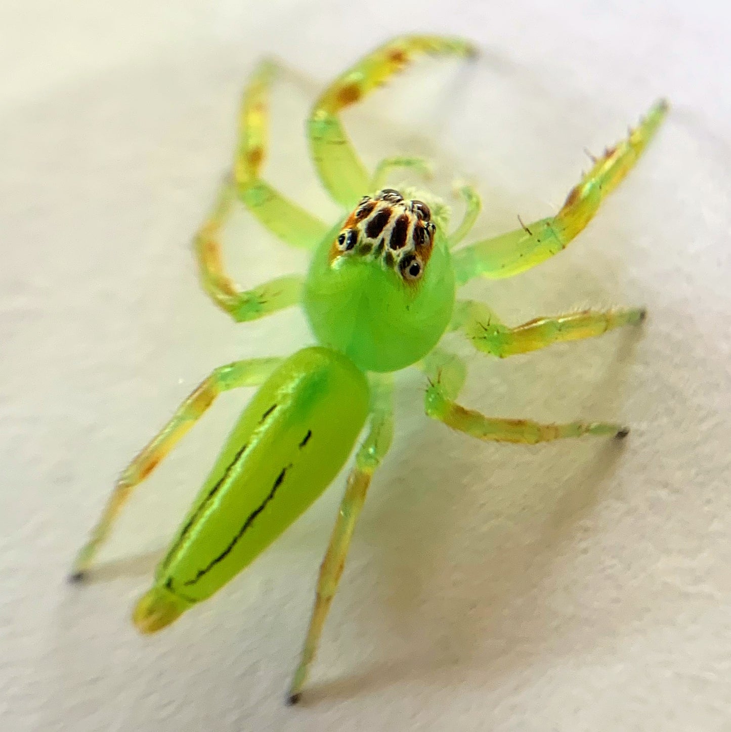 Mopsus Mormon juvenile