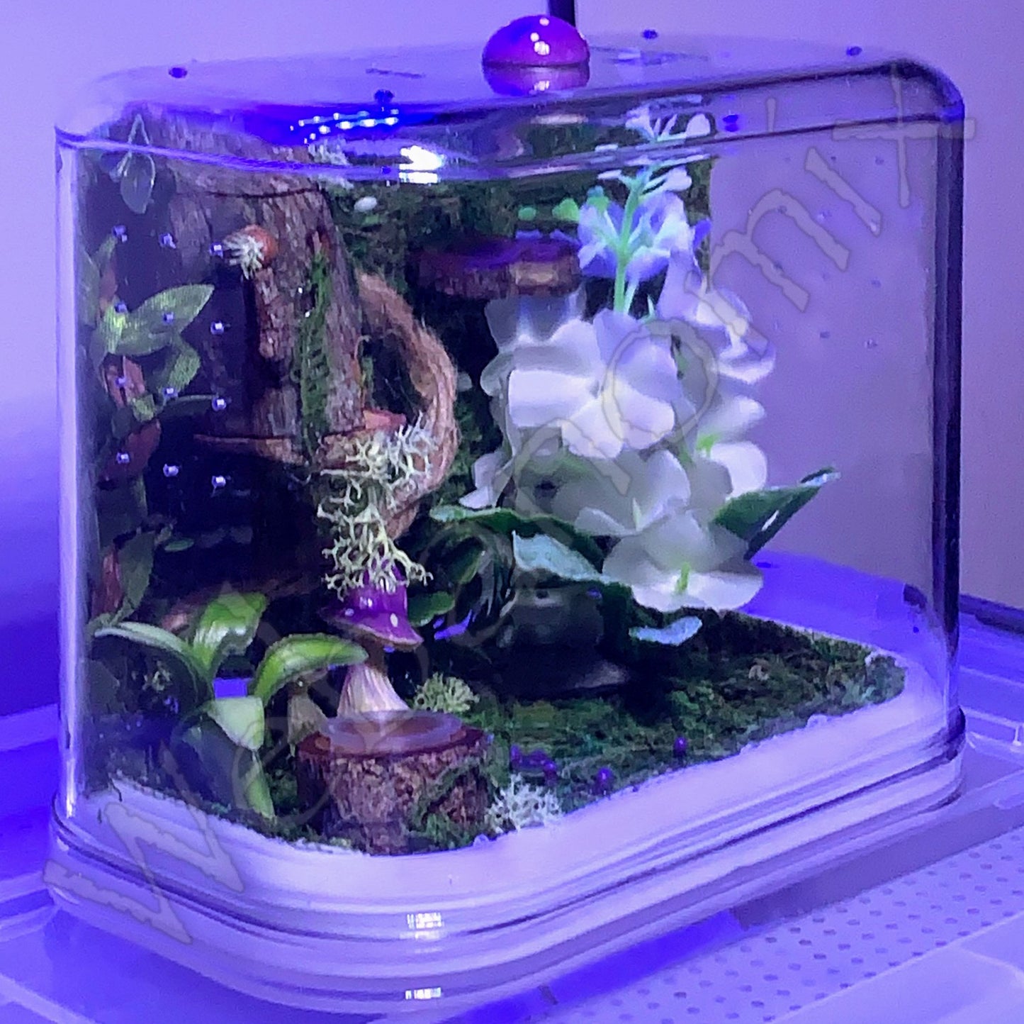 Fairy theme enclosure MED