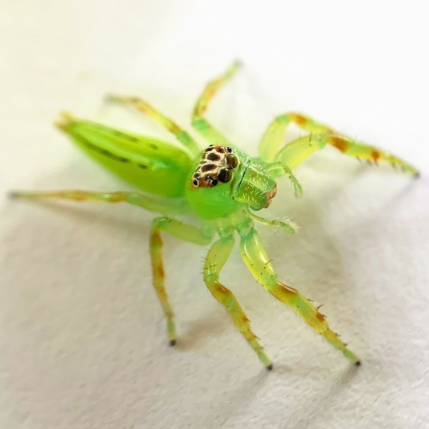 Mopsus Mormon juvenile