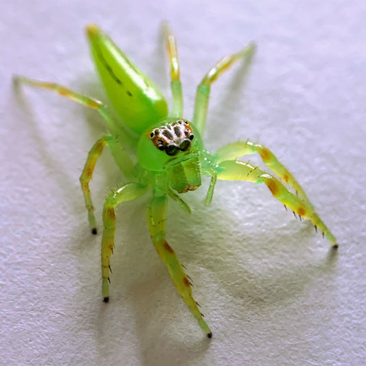 Mopsus Mormon juvenile