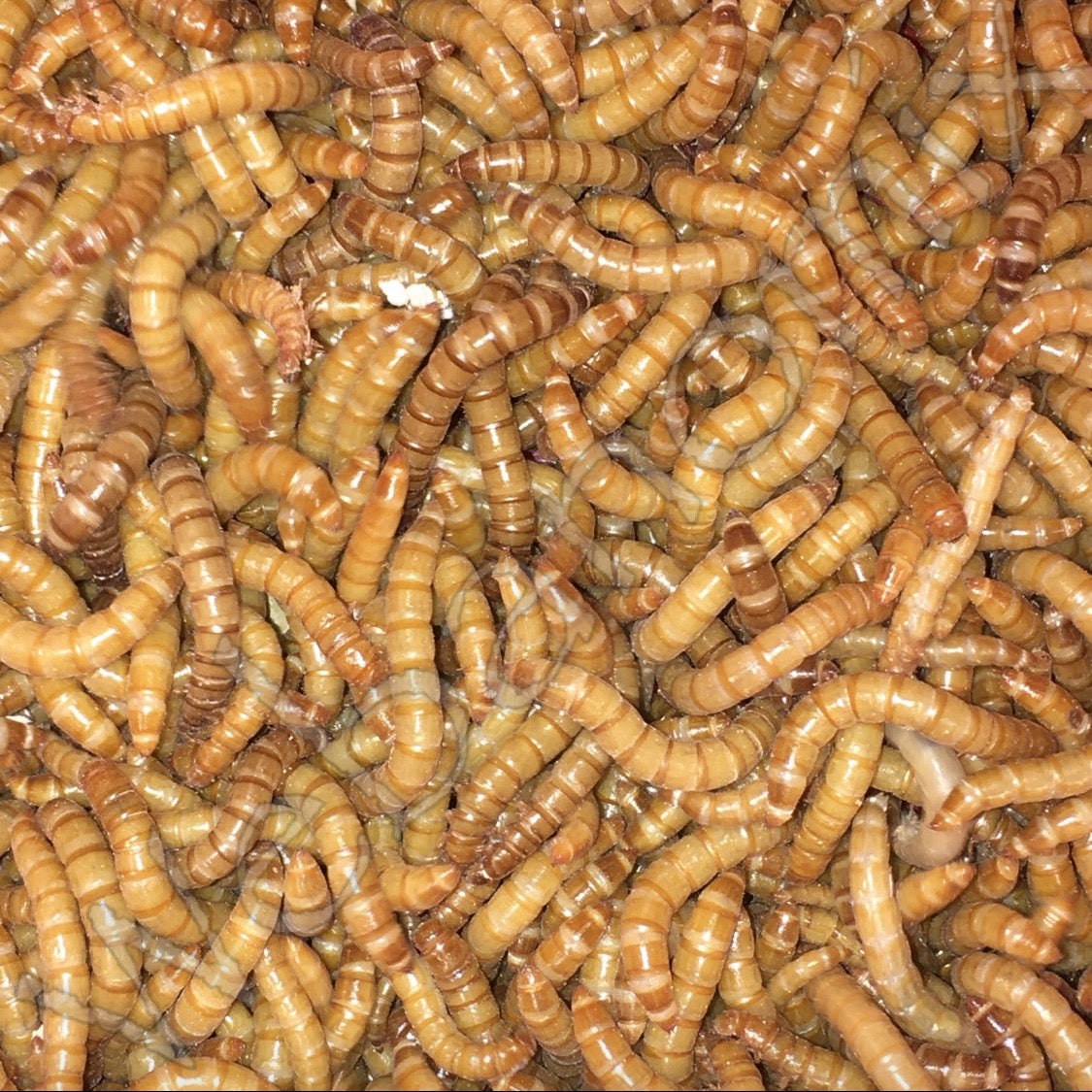 Large Mealworms