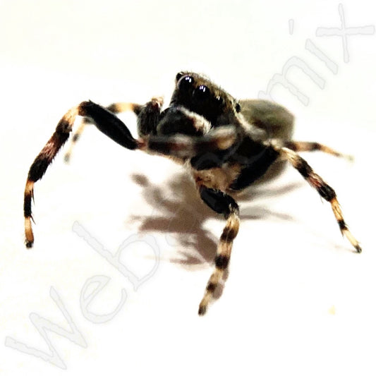 Peacock spider - Maratus Scutulatus Male