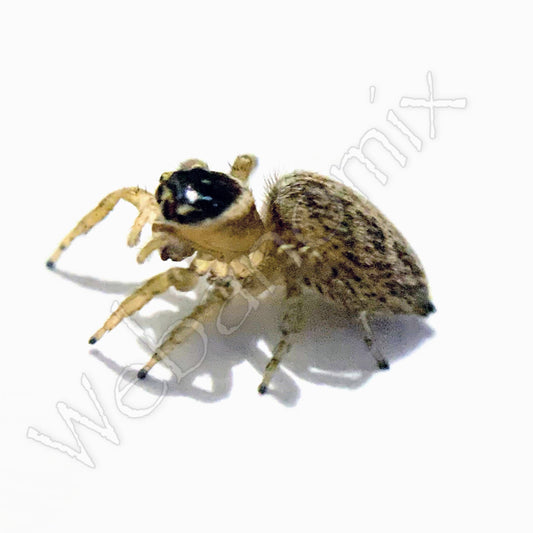 Peacock spider - Maratus Griseus Female