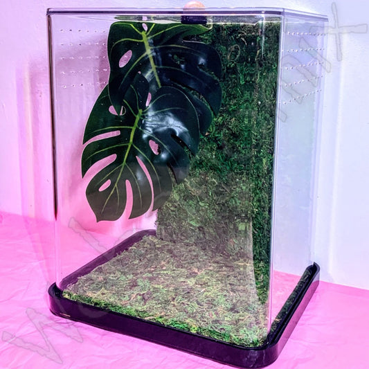 LRG Jumping spider enclosure