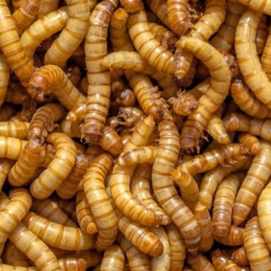 Large Mealworms