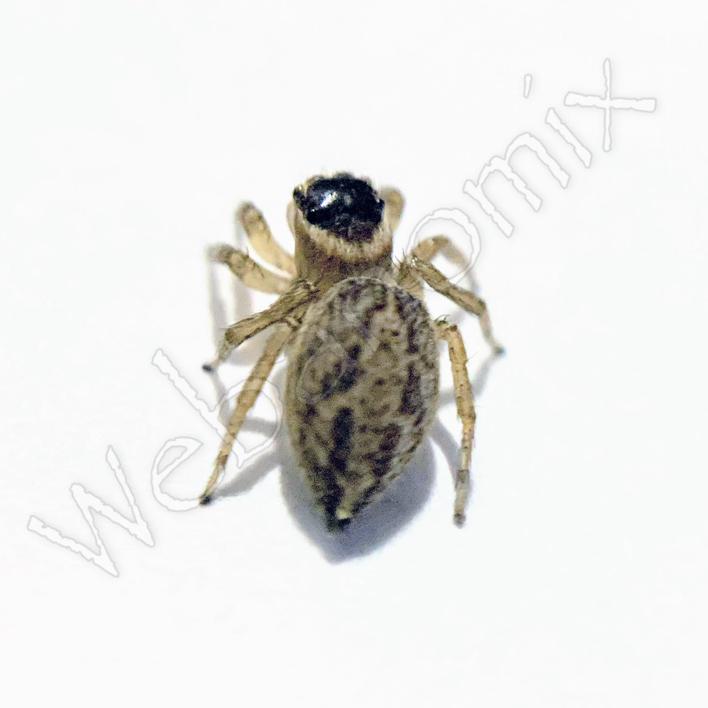 Peacock spider - Maratus Griseus Female