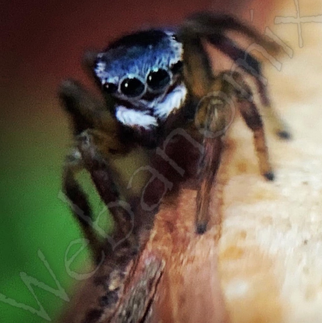 Peacock spider- Maratus Hesperus Male