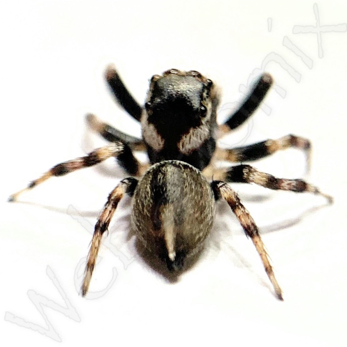 Peacock spider - Maratus Scutulatus Male