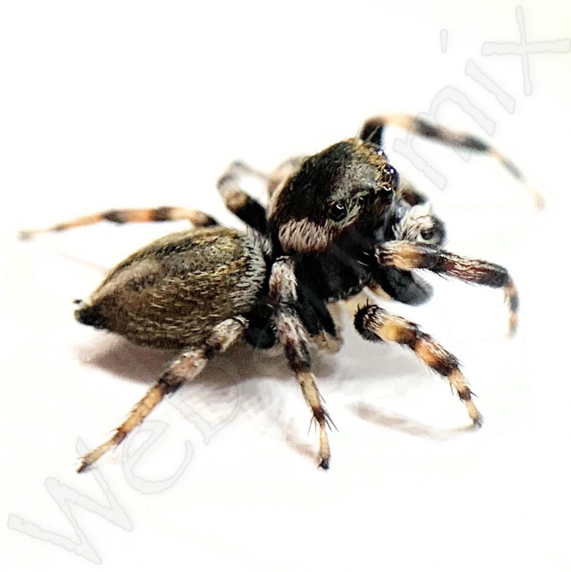 Peacock spider - Maratus Scutulatus Male