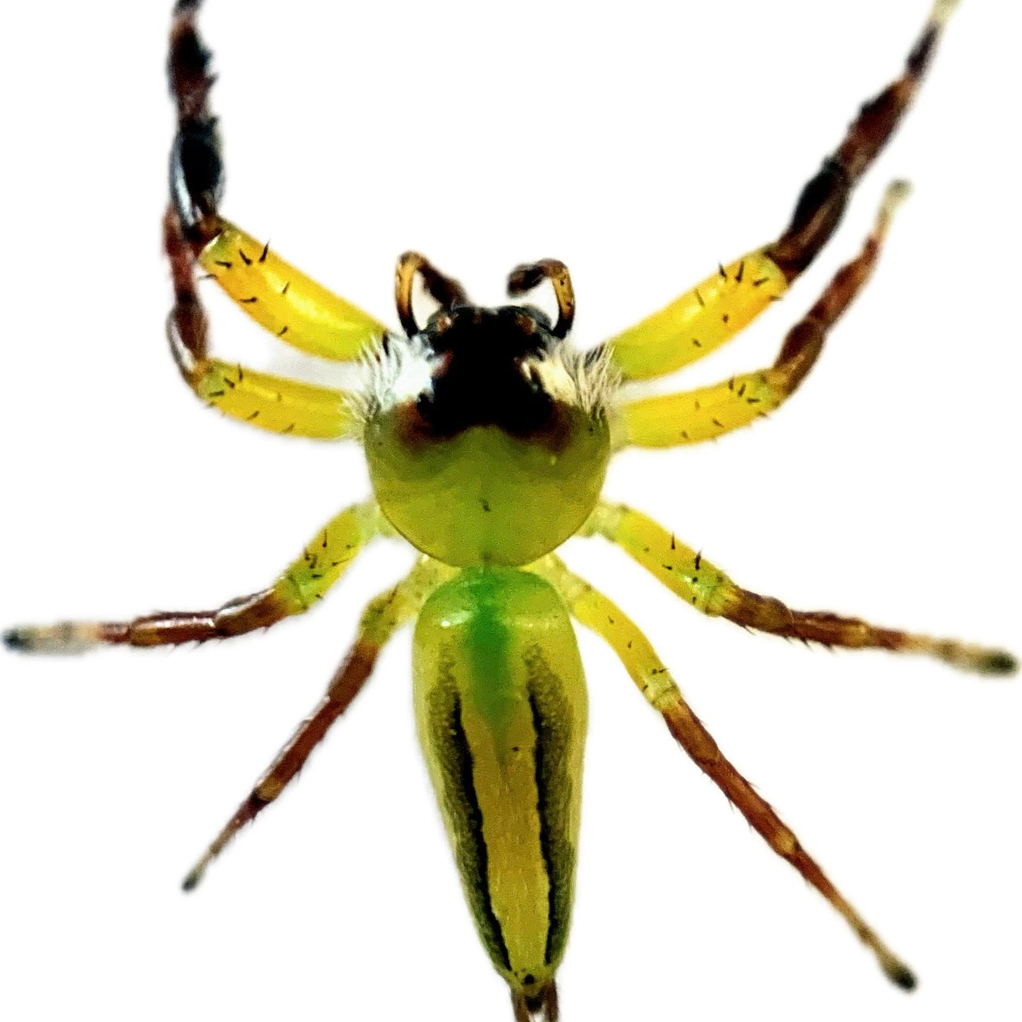 Mopsus Mormon Male