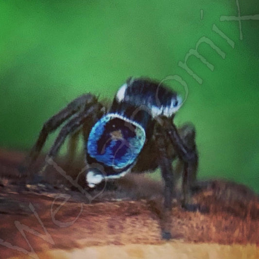 Peacock spider- Maratus Hesperus Male