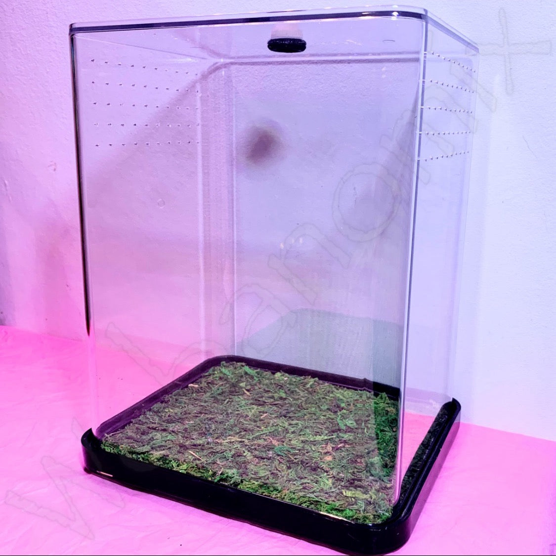 LRG Jumping spider enclosure