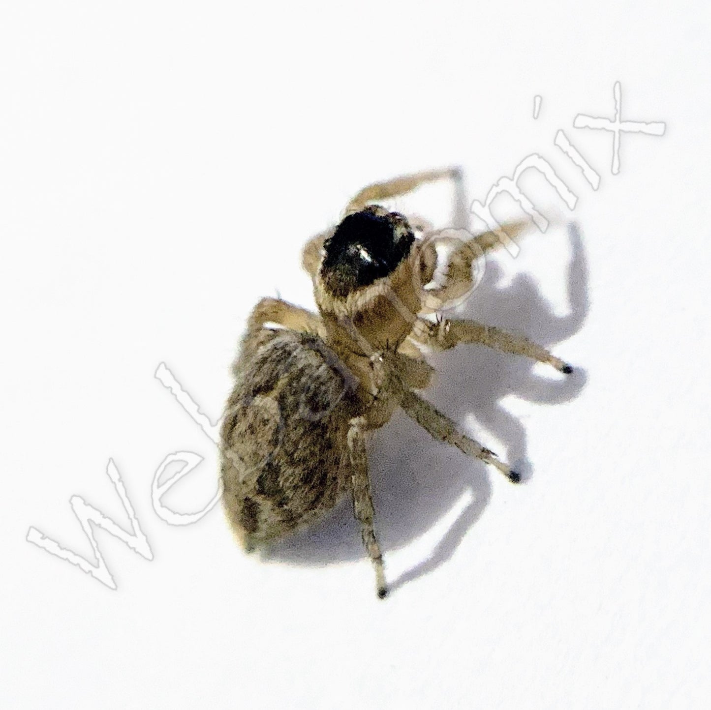 Peacock spider - Maratus Griseus Female