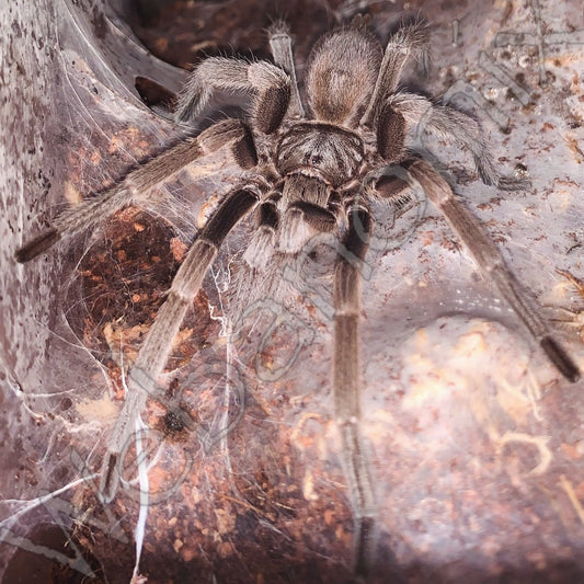 Riverland stirlingi MALE