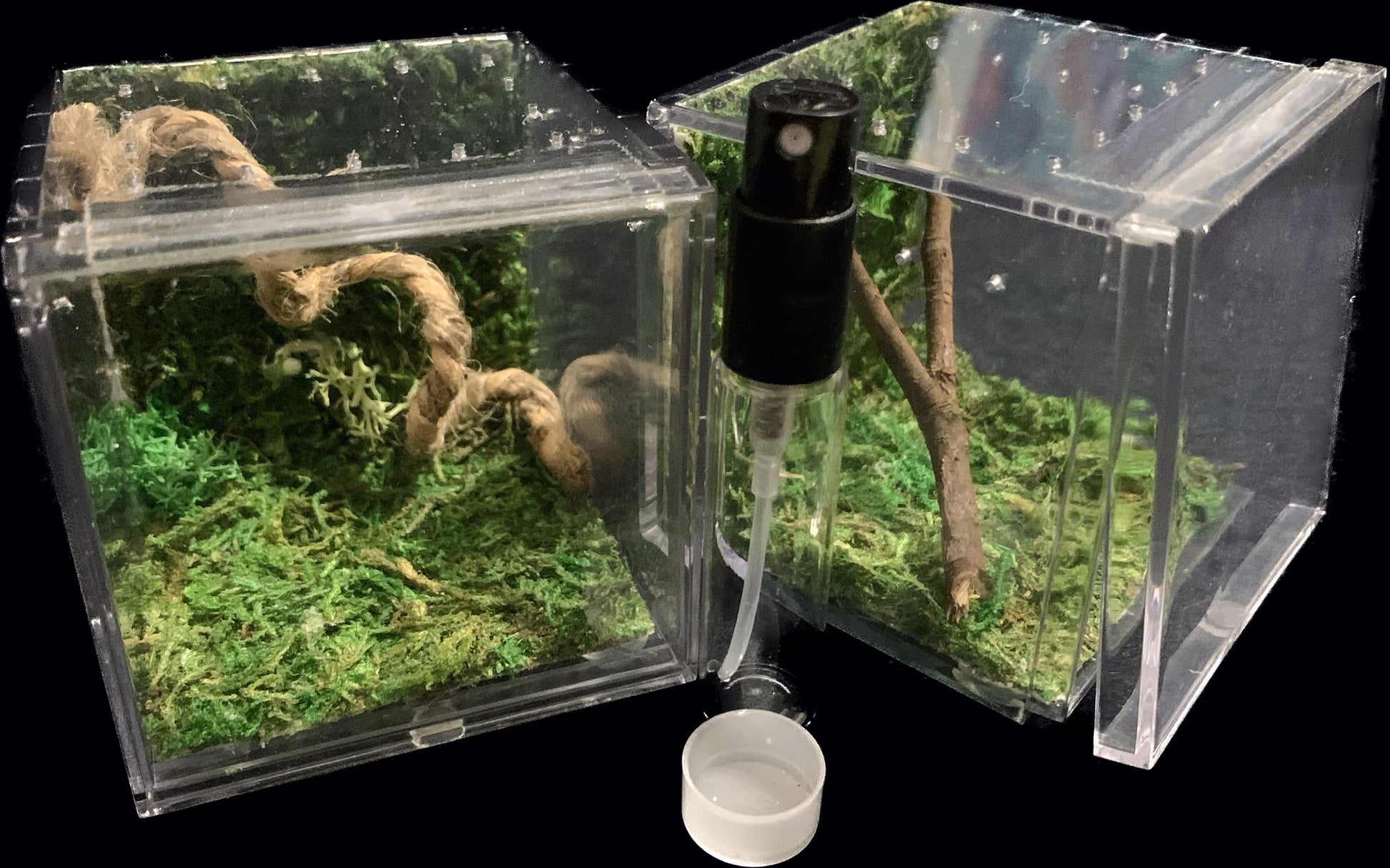 Made-to-order Large Jumping Spider Enclosure, Jumping Spider Decor, Jumping  Spider Enclosure Accessories, Jumping Spider, Custom, Arboreal -   Australia