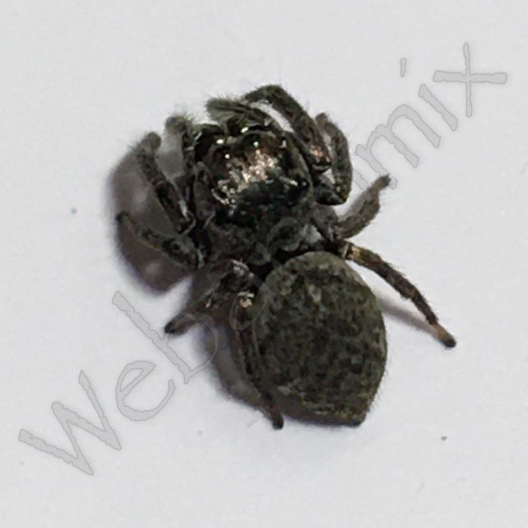 Euryattus Bleekeri Female