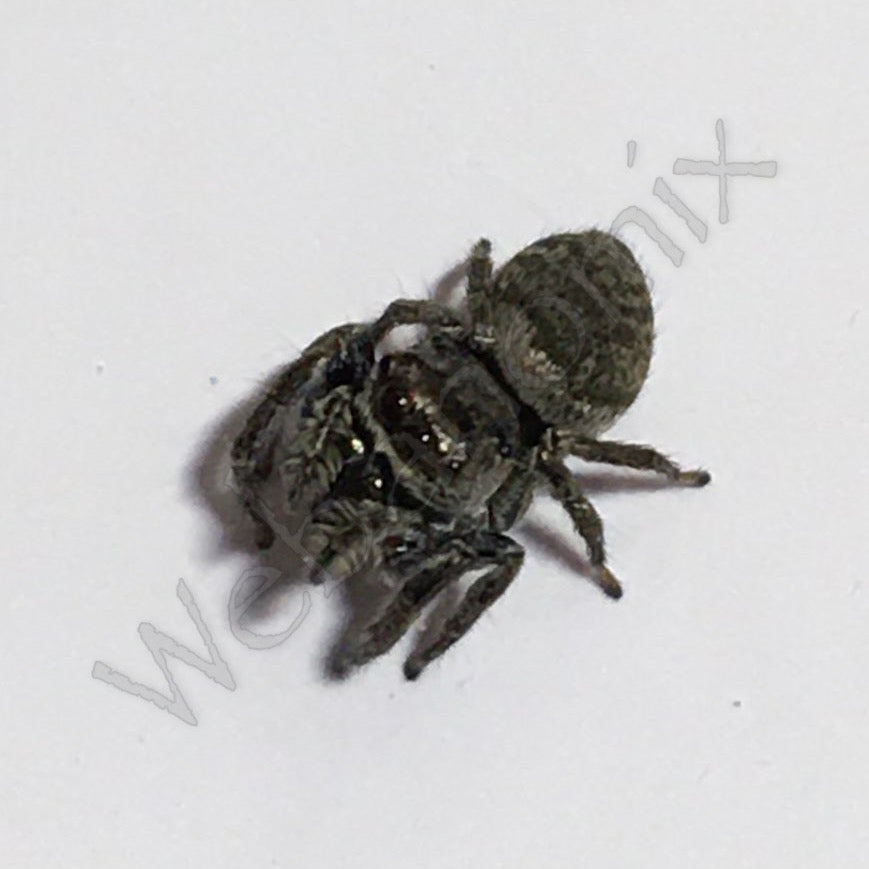 Euryattus Bleekeri Female