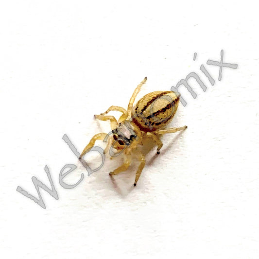 Peacock spider - Maratus Scutulatus Female