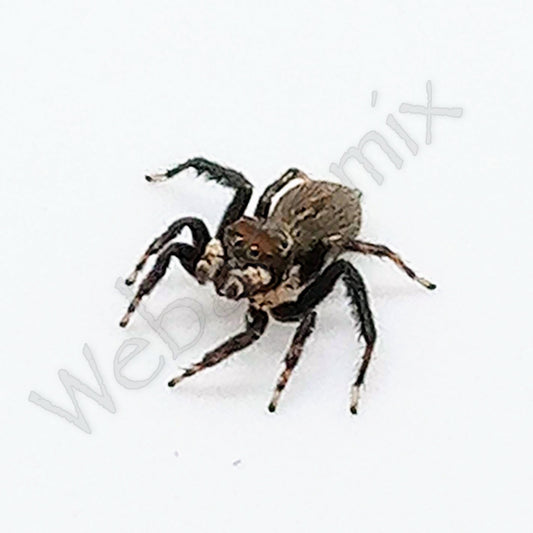 Peacock spider - Maratus Griseus Male