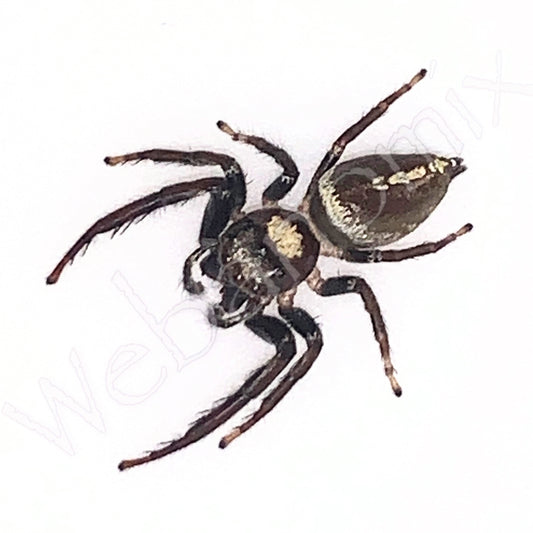 Opisthoncus Quadratarius Male