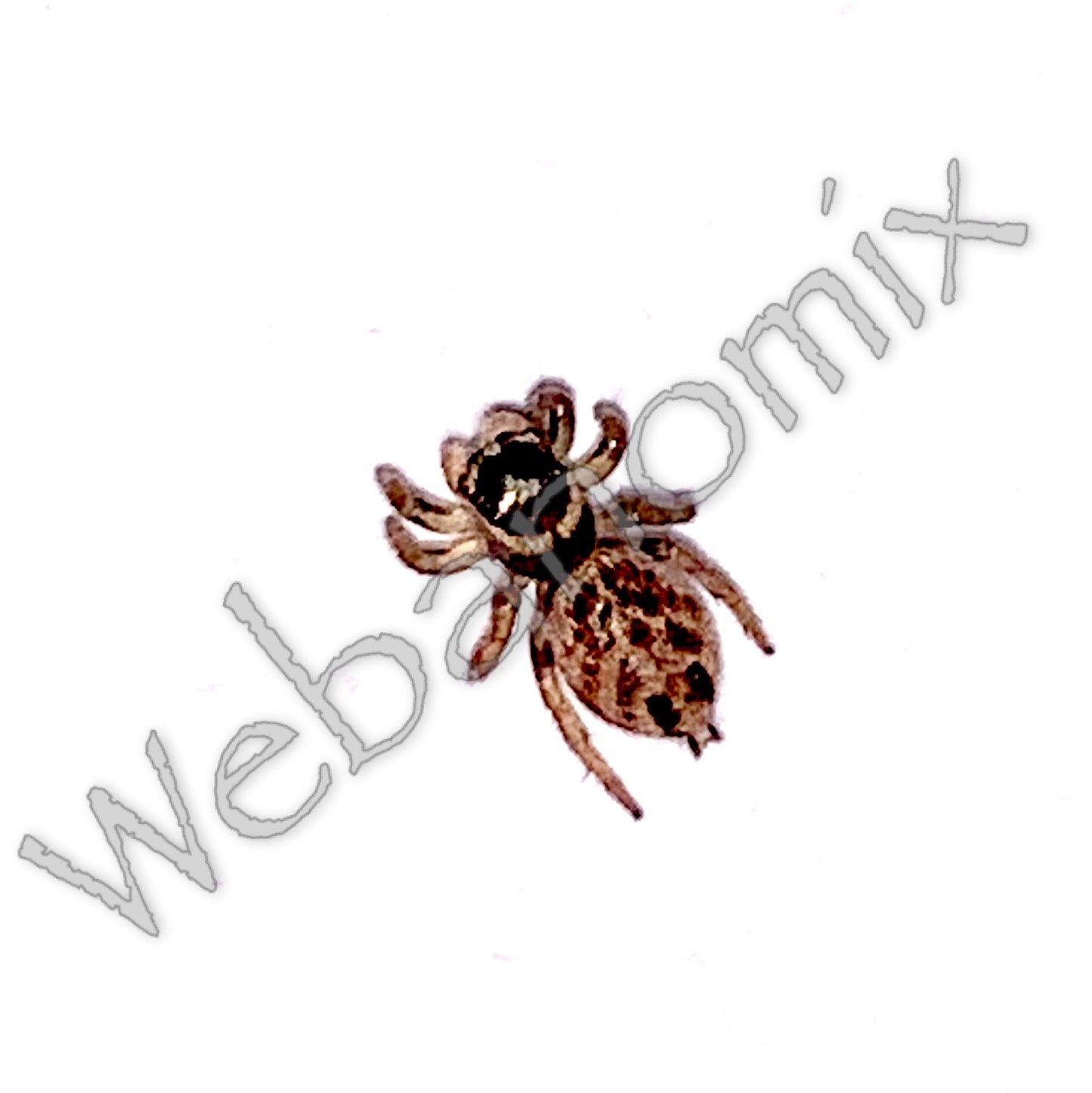 Peacock spider - Maratus Griseus juvenile