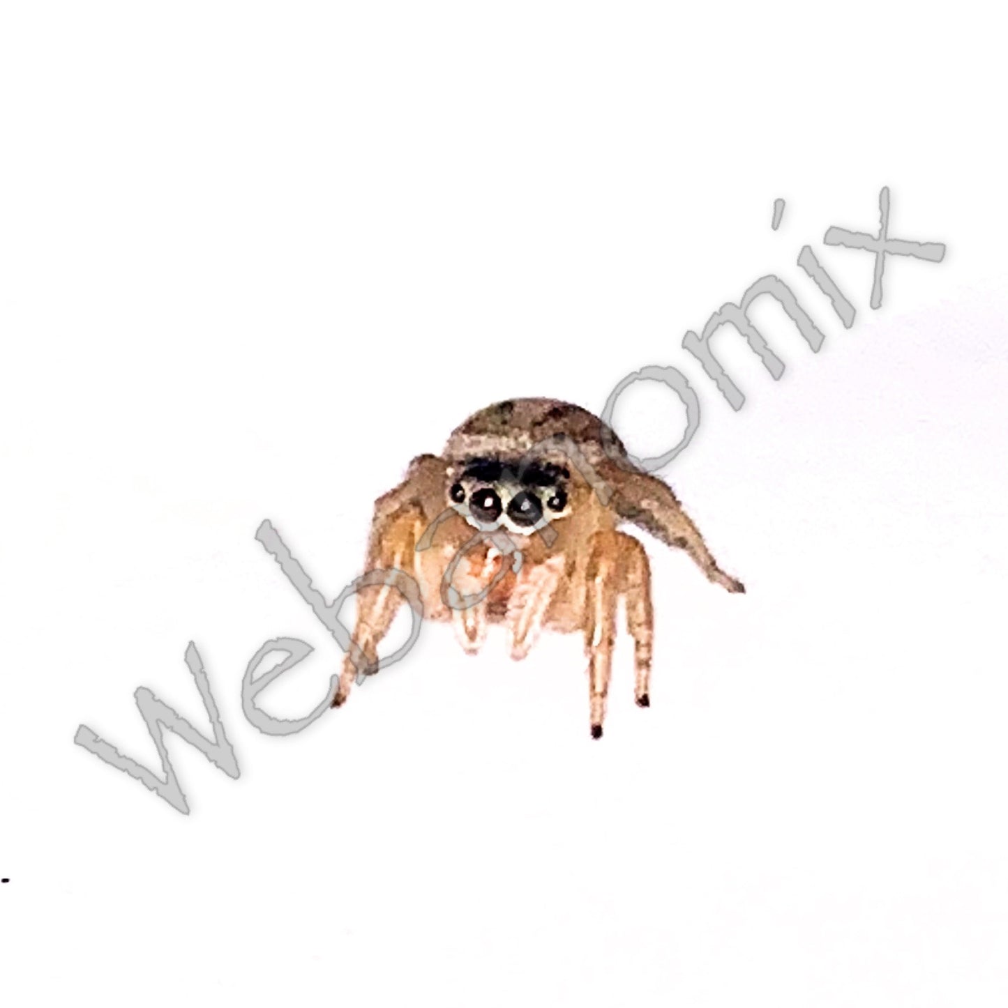 Peacock spider - Maratus Scutulatus Female